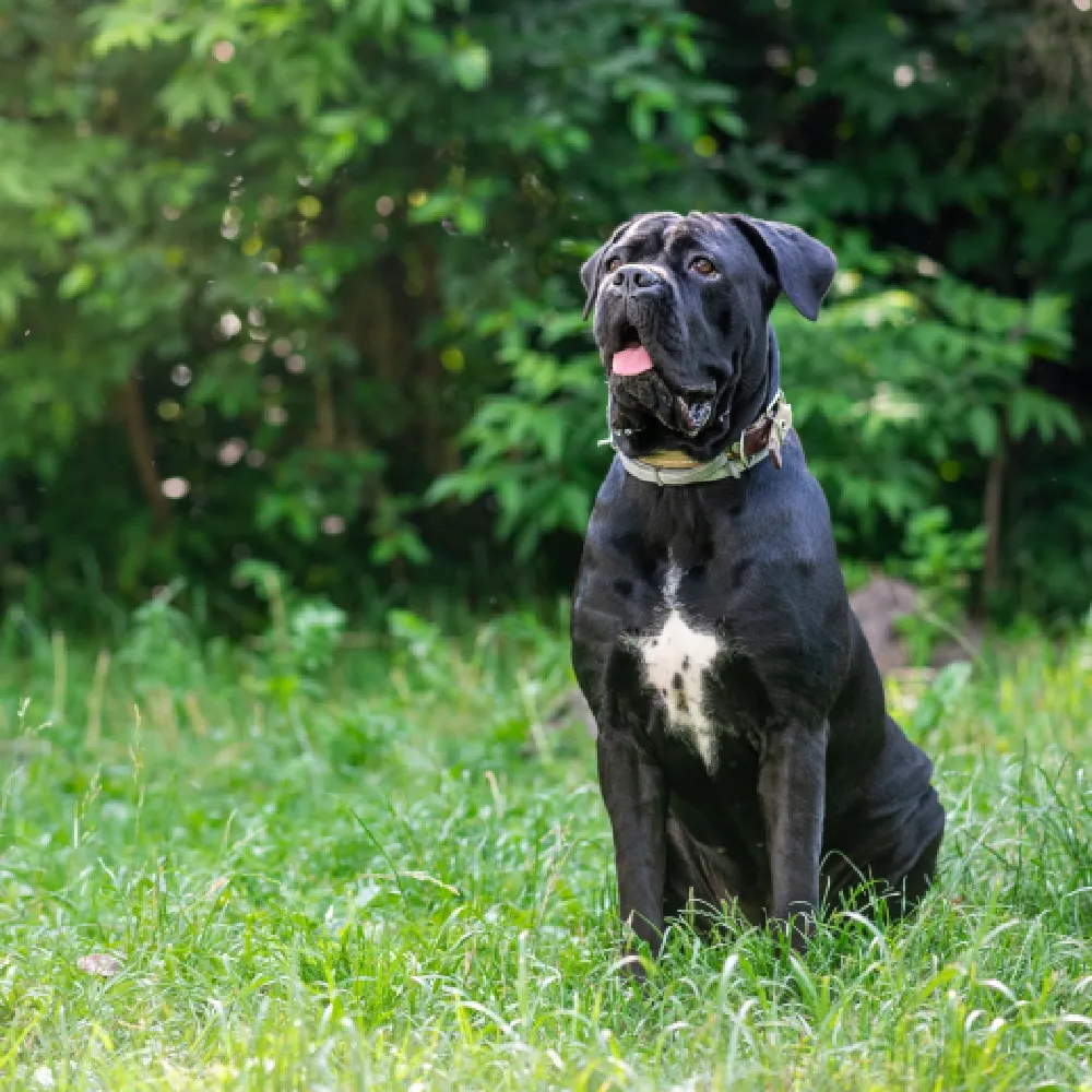 Cane Corso 03.webp